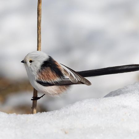 16 - Fulufjellets Nasjonalparker - Natur-, Dyre- Og Fugleopplevelser Ljordal Екстер'єр фото