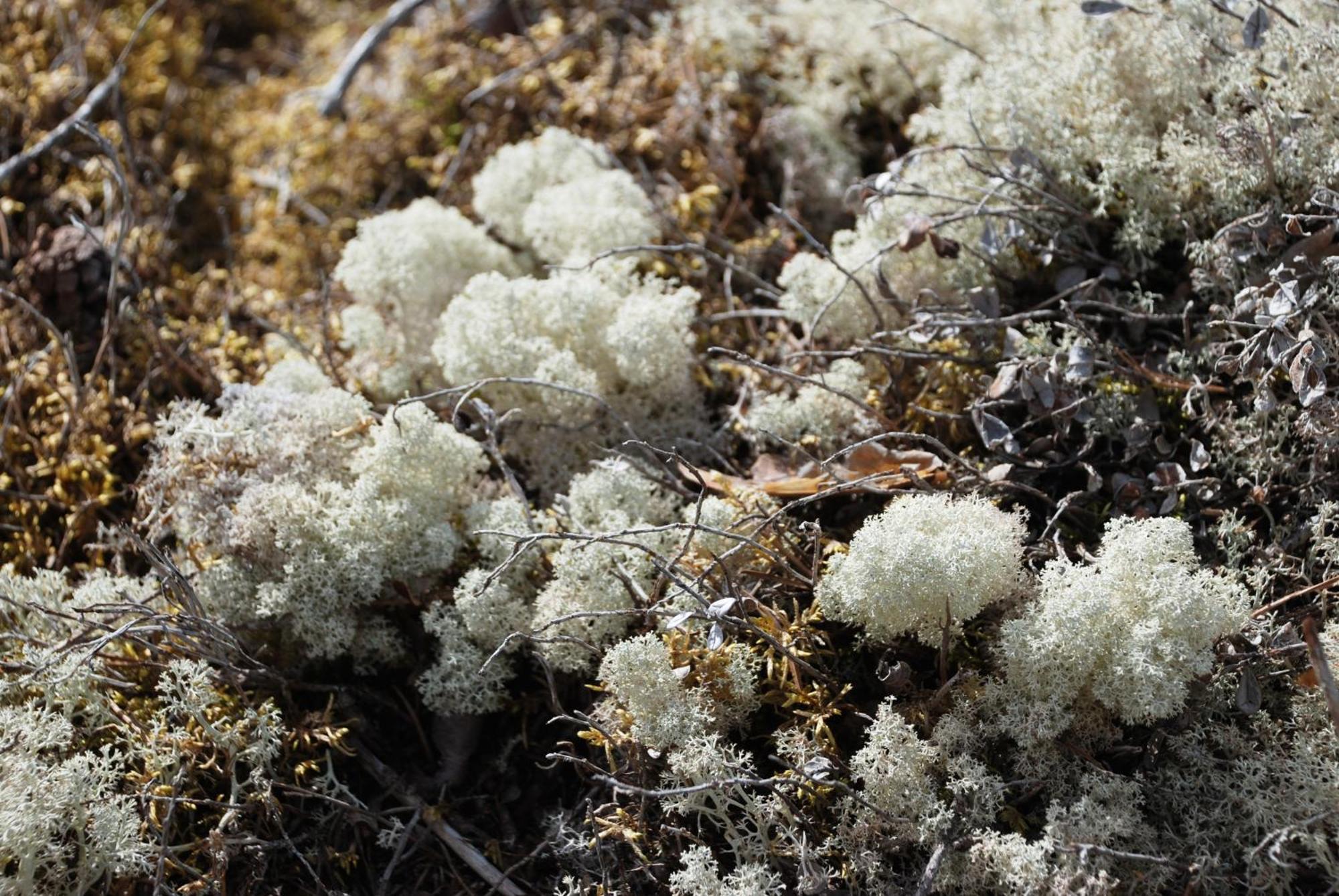 16 - Fulufjellets Nasjonalparker - Natur-, Dyre- Og Fugleopplevelser Ljordal Екстер'єр фото