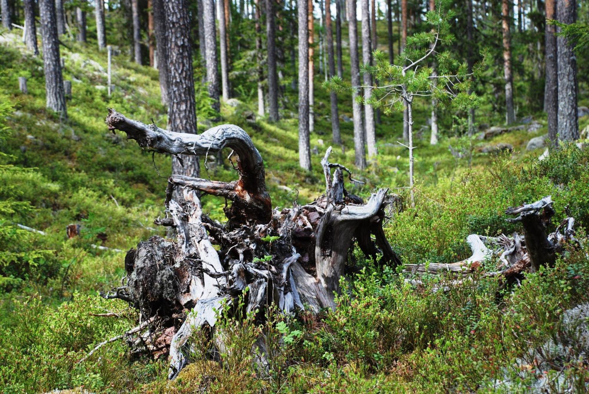 16 - Fulufjellets Nasjonalparker - Natur-, Dyre- Og Fugleopplevelser Ljordal Екстер'єр фото
