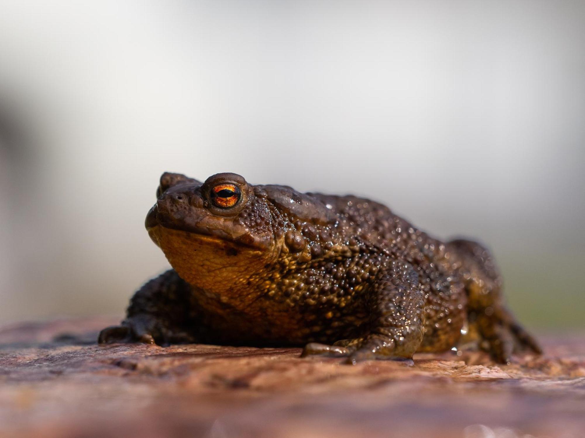 16 - Fulufjellets Nasjonalparker - Natur-, Dyre- Og Fugleopplevelser Ljordal Екстер'єр фото