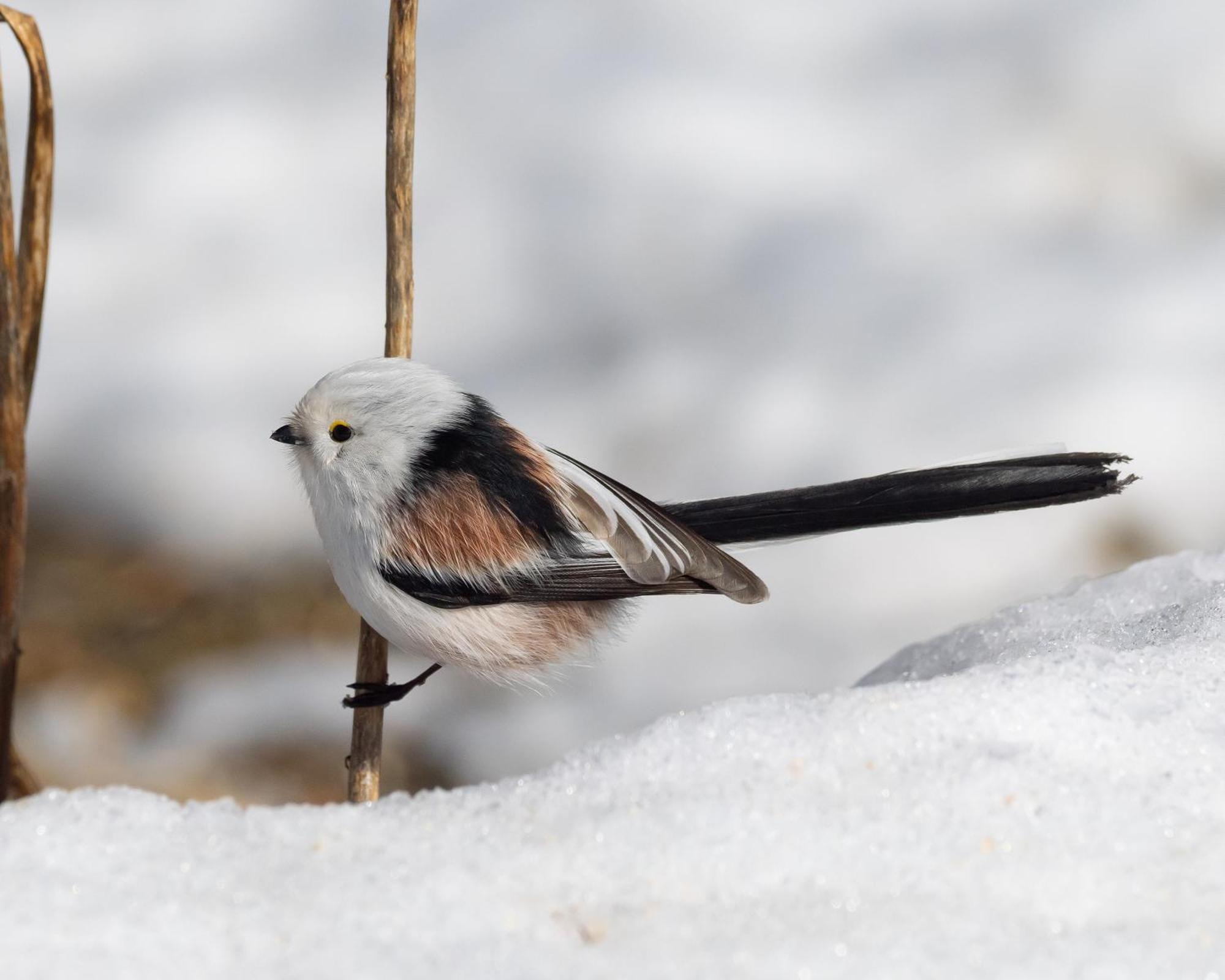 16 - Fulufjellets Nasjonalparker - Natur-, Dyre- Og Fugleopplevelser Ljordal Екстер'єр фото