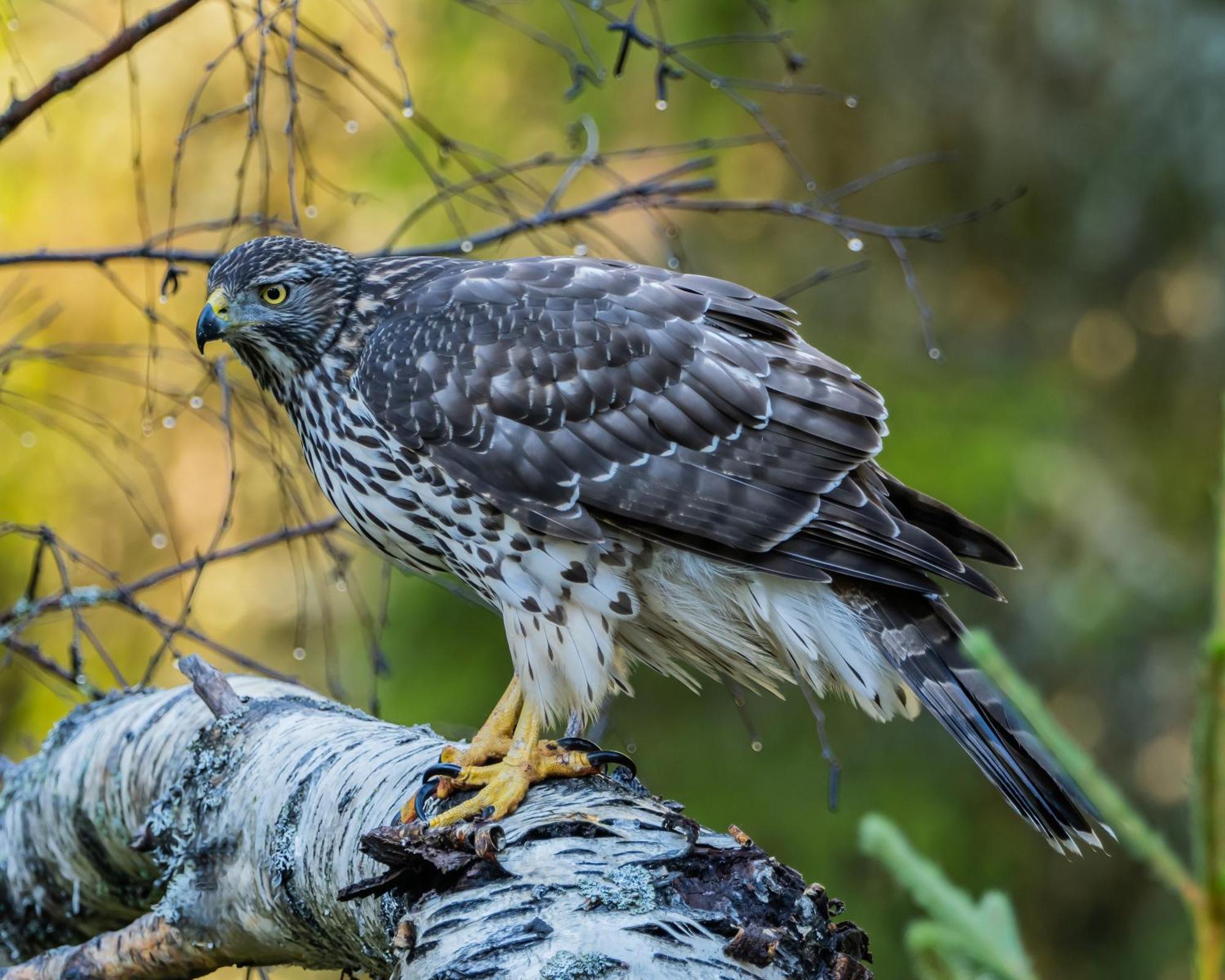 16 - Fulufjellets Nasjonalparker - Natur-, Dyre- Og Fugleopplevelser Ljordal Екстер'єр фото