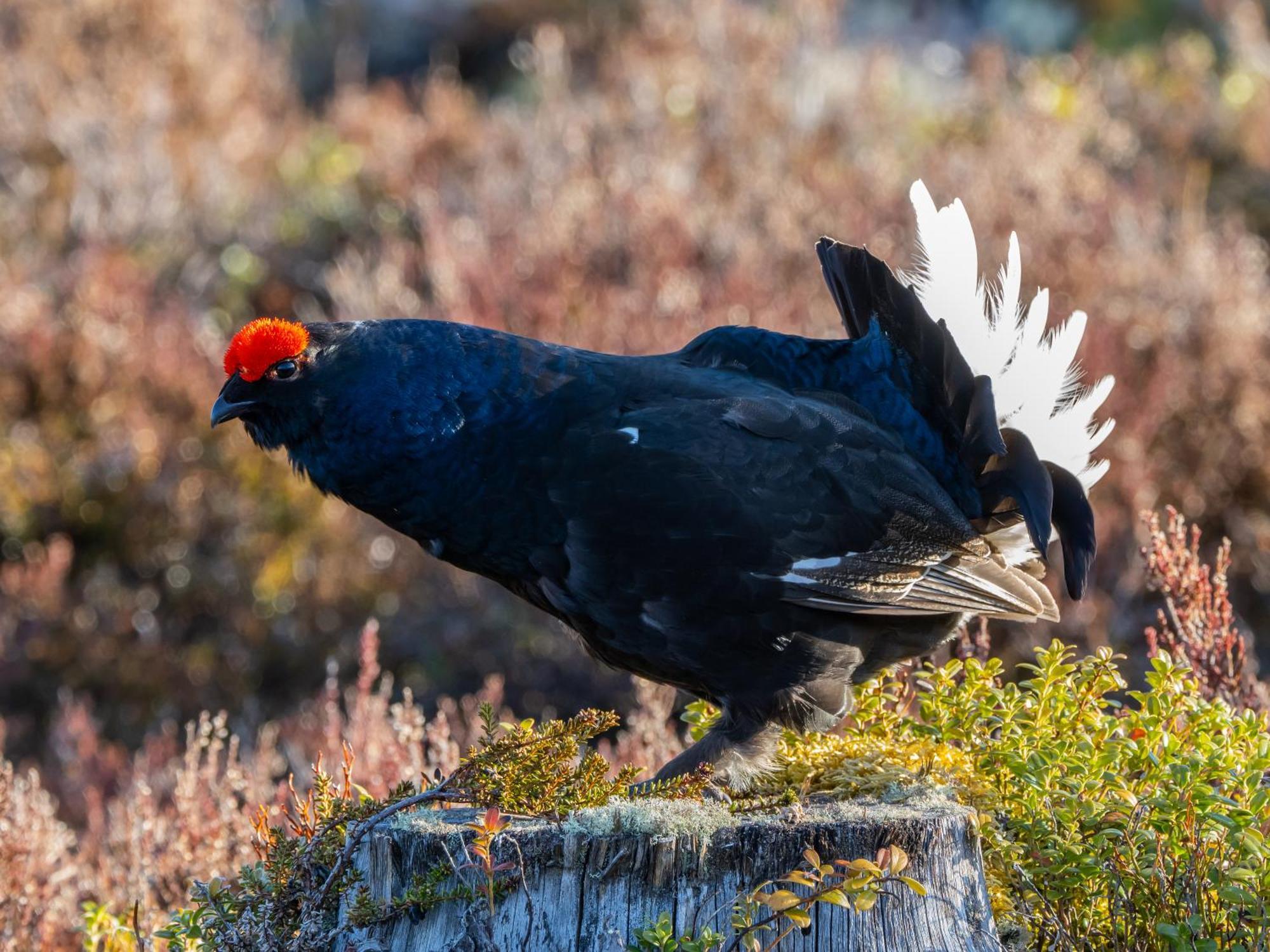 16 - Fulufjellets Nasjonalparker - Natur-, Dyre- Og Fugleopplevelser Ljordal Екстер'єр фото