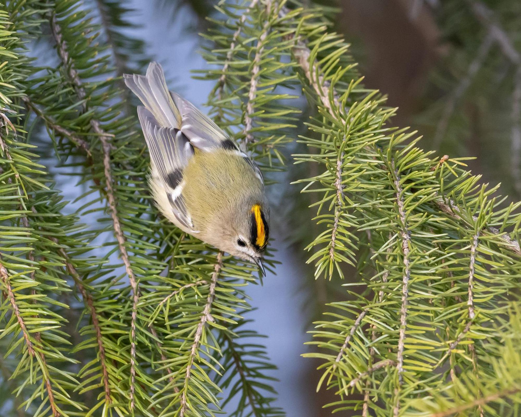 16 - Fulufjellets Nasjonalparker - Natur-, Dyre- Og Fugleopplevelser Ljordal Екстер'єр фото